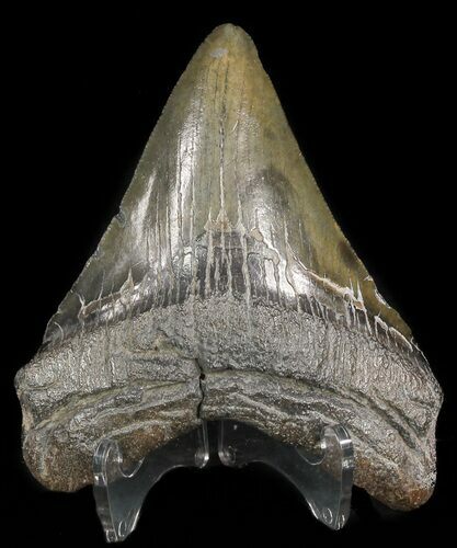 Bargain Megalodon Tooth - South Carolina #47221